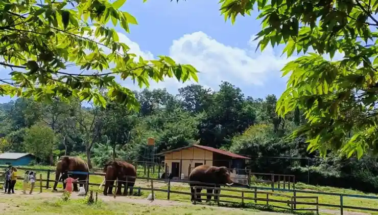 Sakrebyle Elephant Camp Shimoga